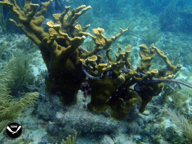 Debris associated with the wreck of the Ship GUERRERO entangled in large coral Picture