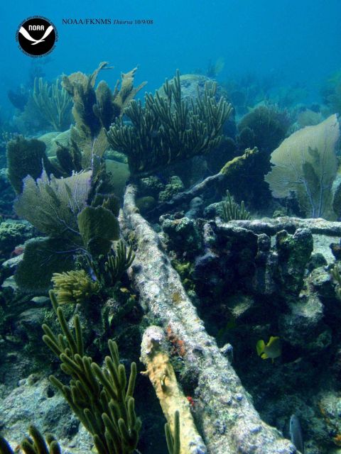 Debris associated with the wreck of the Ship THIORVA surrounded by lush coral growth Picture