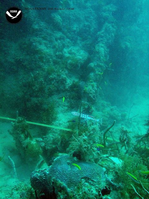 Debris associated with the wreck of the HMS WINCHESTER Picture