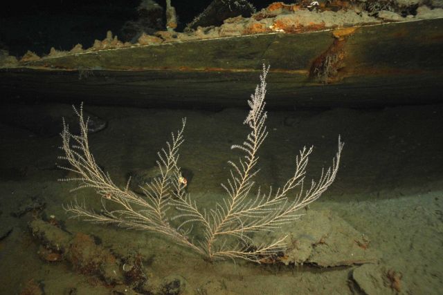 The Green Lantern Wreck, unknown wreck named for lantern artifact Picture