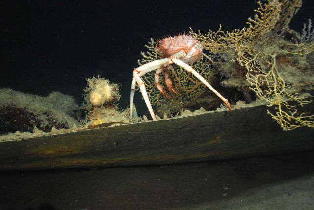 The Green Lantern Wreck, unknown wreck named for lantern artifact Picture