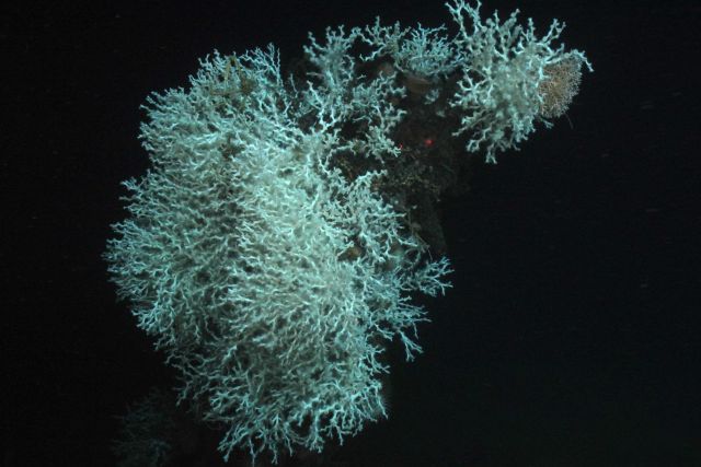A huge colony of Lophelia lives on the stempost. Picture