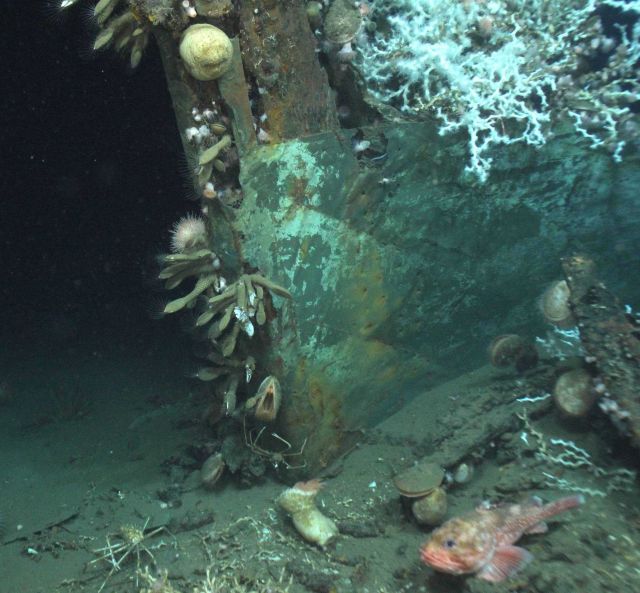 Looking back from the stempost the runs of copper are clearly visible. Picture