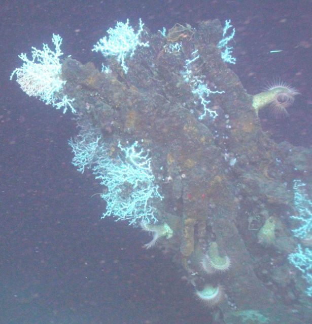 The magnificent rusticle hung off the stempost waiting for us to sample. Picture