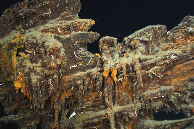A close up of the wale and hawsehole at the top of the stem. Picture