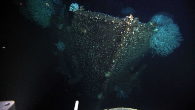 Rising over 10 meters off the seafloor, the bow and stowed anchors bear mute testimony to the 1942 torpedoing and sinking of the GULFOIL. Picture