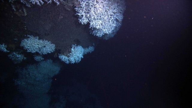 Although partially hidden by draping Lophelia the letters G U L F O I are still visible across the transom. Picture