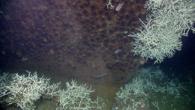Bow of sunken vessel Picture