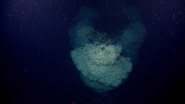Lophelia pertusa coral covering bow of sunken vessel Picture