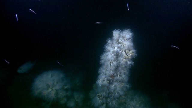 Shipwreck VK0986. Picture