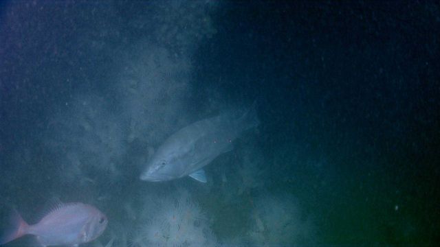 Shipwreck VK0986. Picture
