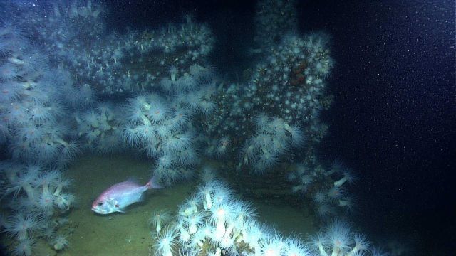 Shipwreck VK0986. Picture