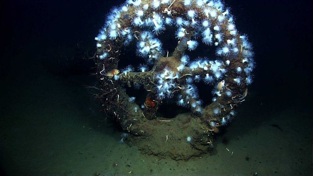 Hand wheel on bilge pump on wreck designated VK0986 Picture
