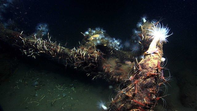 Shipwreck VK0986. Picture