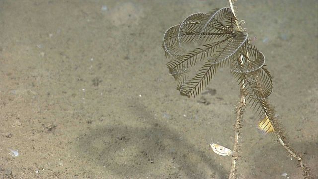 A sea lily stalked crinoid Picture