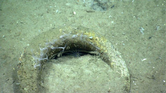 Artifact from Monterrey C shipwreck Picture
