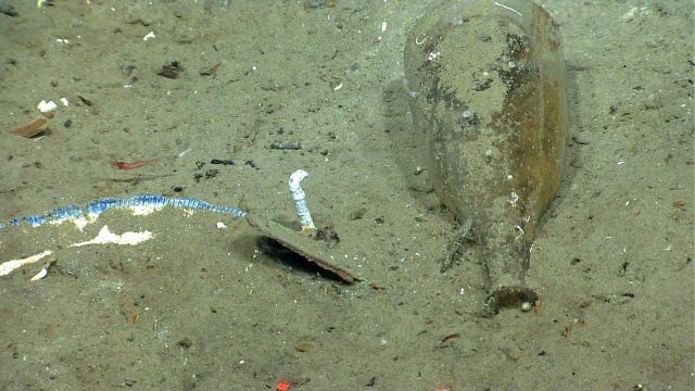 Artifact from Monterrey C shipwreck Picture