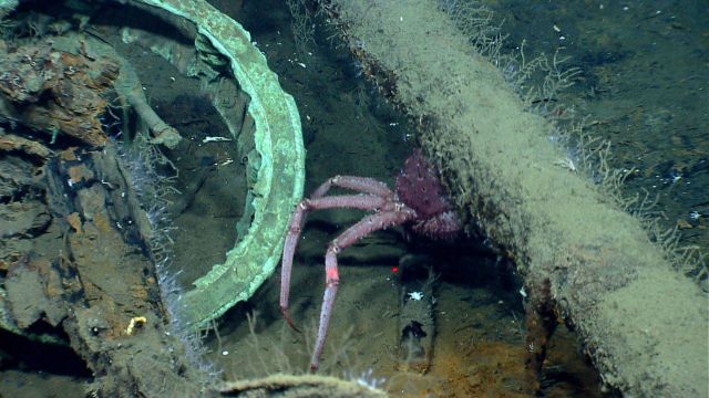 Artifact from Monterrey C shipwreck Picture