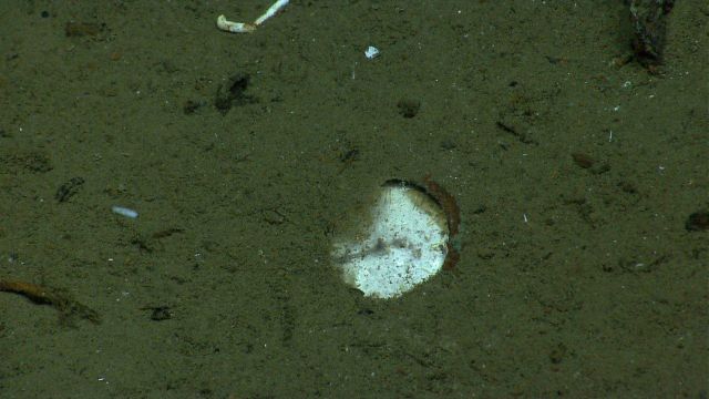 Artifact from Monterrey C shipwreck Picture