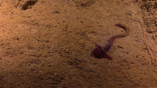 A large purple acorn worm Picture