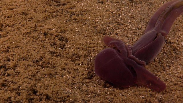A large purple acorn worm Picture