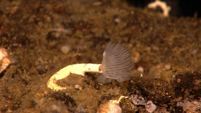 White feather duster tube worm Picture