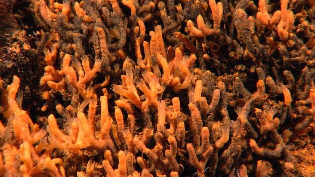 Colony of small tube worms in vicinity of hydrothermal activity heavily stained by iron oxide. Picture