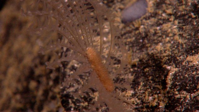 Coral with an orange scaleworm. Picture