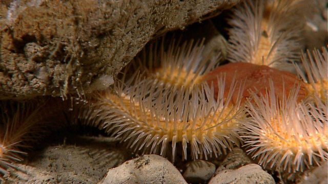 Arms of a brittle star that could easily be mistaken for a group of worms. Picture