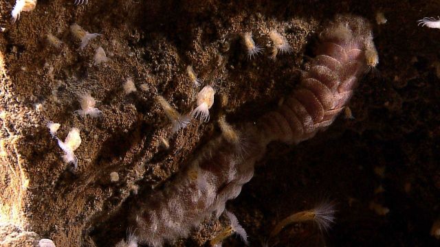 A scaleworm and barnacles with feeding tentacles extended. Picture