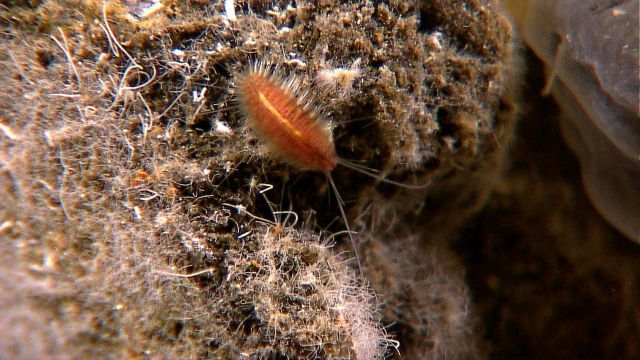 An orange scaleworm Picture