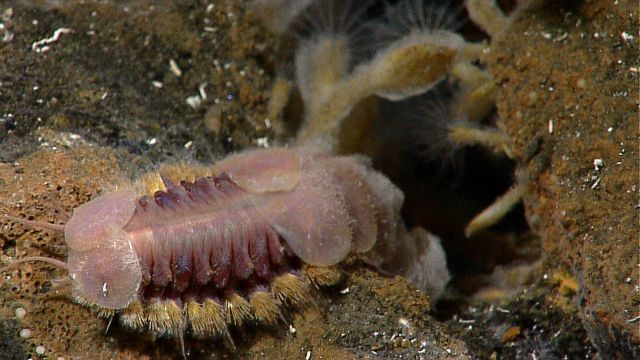 Barnacles and a large scaleworm. Picture