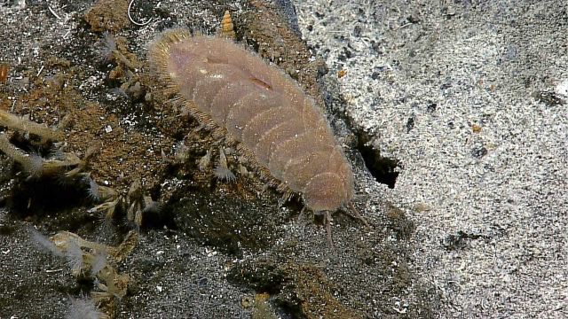 A scaleworm with barnacles and a small gastropod. Picture