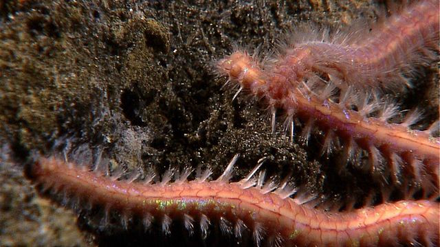 Bristle worms? Picture