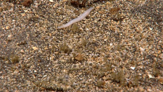 A sipunculan worm (a peanut worm) on a pebbly substrate Picture
