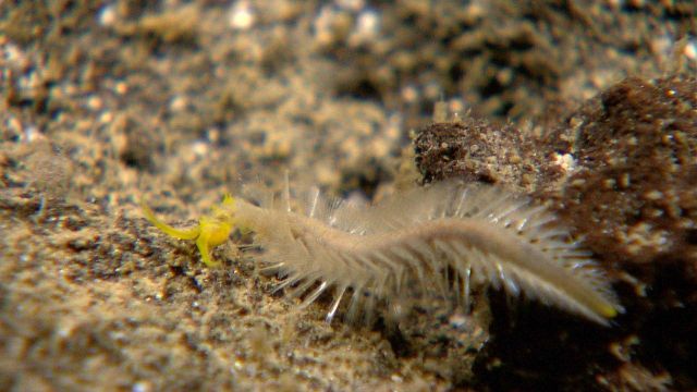 A yellowheaded bristle worm. Picture