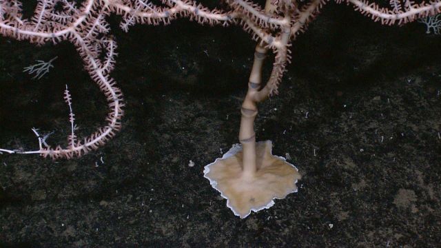 Branching corals Picture