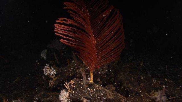 A red antipatharian coral (black coral) Bathypathes sp. Picture