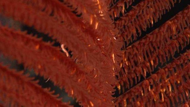 Closeup of a red antipatharian coral (black coral) Bathypathes sp Picture