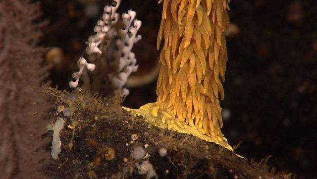 The yellow base of the red antipatharian coral seen in image expl5057. Picture