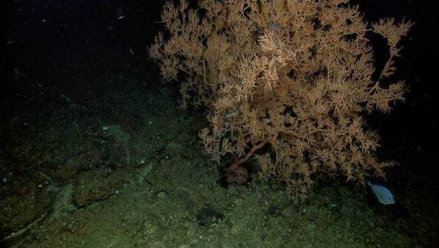 Branching corals Picture
