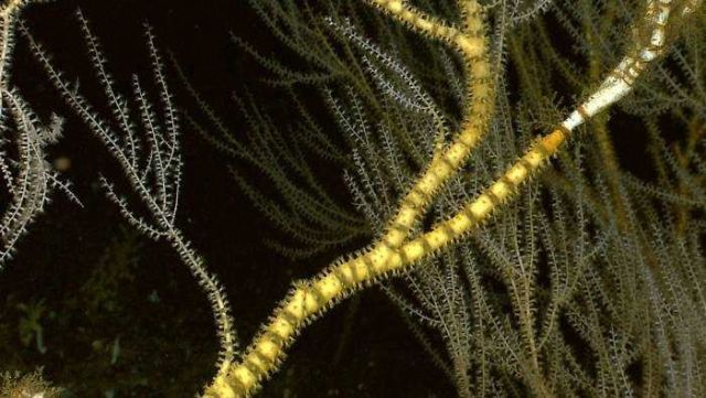 A closeup of a large branch showing extended polyps both along the main branches and on the more delicate arms Picture