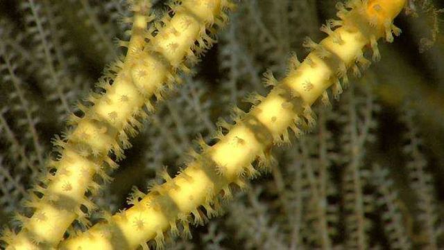 Extended octocoral polyps along a main branch of a yellow and white bamboo coral. Picture