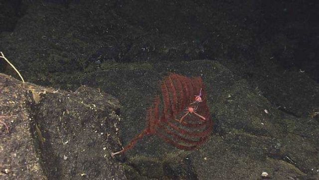 Branching corals.Two squat lobsters on small coral bush. Picture