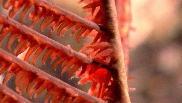 Unidentified tiny animal on branch of red antipatharian 