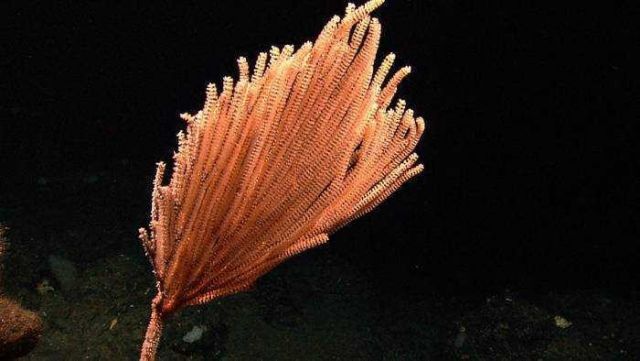 Gorgonian orange white bamboo coral. Picture