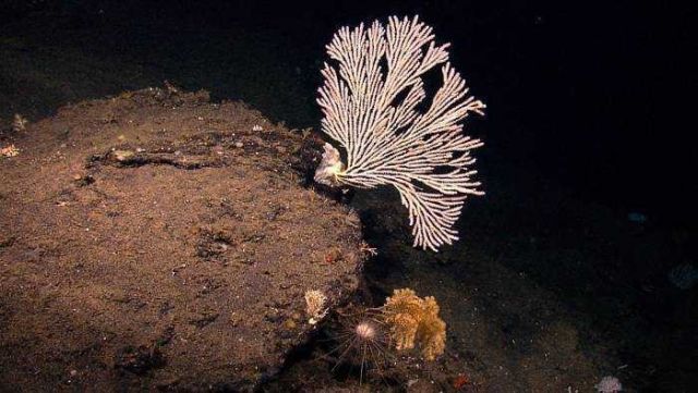 Gorgonian primnoidae coral Picture