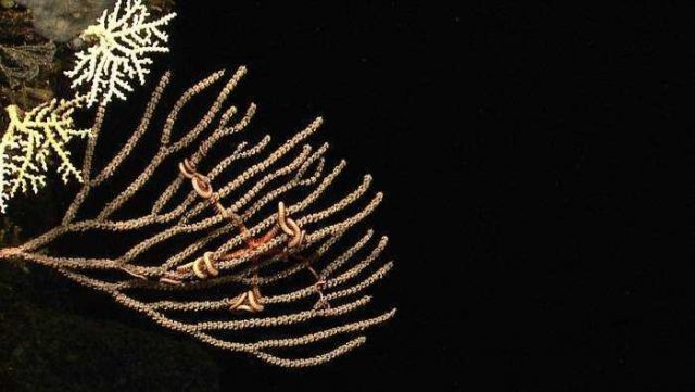 Gorgonian primnoidae coral with intertwining brittle stars Picture