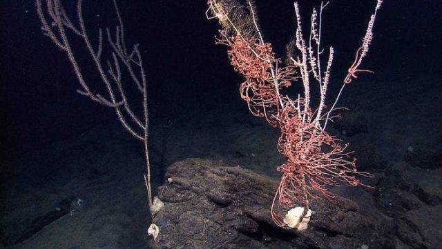 Gorgonian octocoral- bamboo coral Keratoisis sp.? Closest specimen covered with basket stars. Picture