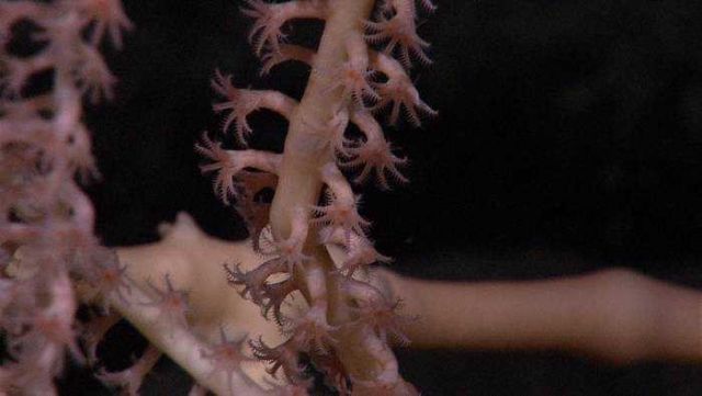 Closeup of orgonian octocoral- bamboo coral Keratoisis sp.? polyps. Picture